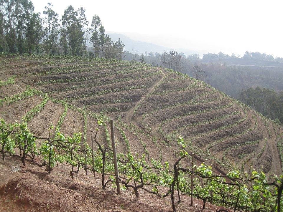 Some of the vineyards